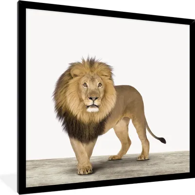 Produktbild von MuchoWow® Gerahmtes Poster Jungen - Löwe - Tiere - Kinder - Mädchen 40x40 cm - Poster mit Schwarzem Bilderrahmen Wandposter Rahmen Foto Bilder - Mit Rahmen - Wanddekoration Schlafzimmer