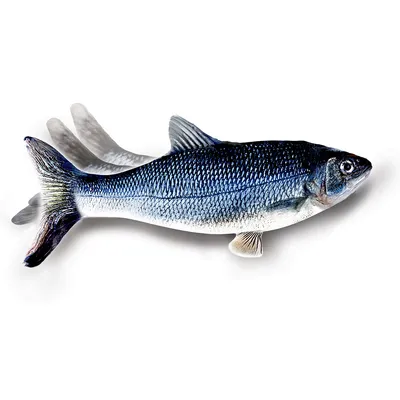 Image de Flippity Fish – Jouet pour chat