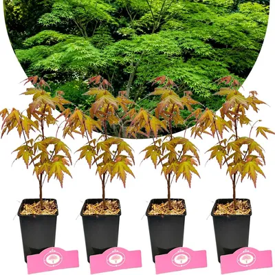Produktbild von Set mit 4 japanischen Ahornen (Acer palmatum) – Höhe 20/30 cm – 9-cm-Topf