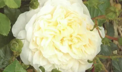 Produktbild von Kletterrose Perpetually Yours - English Legend ® Kollektion - Harkness Rosen - Duft ++++