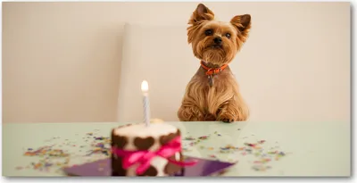 Produktbild von Tulup Glas-Bild -140x70- Wandkunst Dekorative Wand für Küche & Wohnzimmer - Tiere - Hund mit Kuchen - Lila