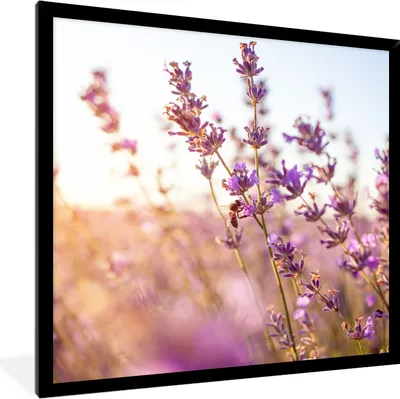 Produktbild von MuchoWow® Gerahmtes Poster Lavendel - Nahaufnahme - Sonne - Blumen - Lila 40x40 cm - Poster mit Schwarzem Bilderrahmen Wandposter Rahmen Foto Bilder - Mit Rahmen - Wanddekoration Schlafzimmer