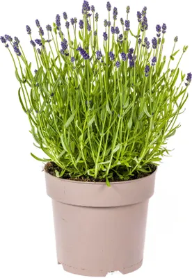 Produktbild von Lavandula angustifolia - Lavendel - 40-50cm - Ø19cm - Gartenpflanze