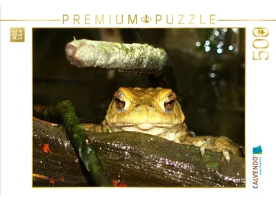 Produktbild von CALVENDO Puzzle Erdkröte | 500 Teile Lege-Größe 48 × 36 cm Foto-Puzzle für Erwachsene