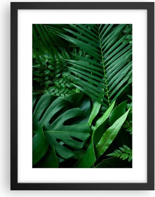 Produktbild von Gerahmtes Poster - Schwarzer Rahmen - Exotisch Blätter Monstera - 30x40 cm - Wand Bild - Wanddeko - Wandbilder - Kunstposter - Wandposter - Bilderrahmen - Bilder - Kunstdruck - P2BPA30x40-4746