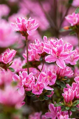 Produktbild von Rhododendron obtusum 'Kermesina Rose', Azalee, rosa, 15–20 cm