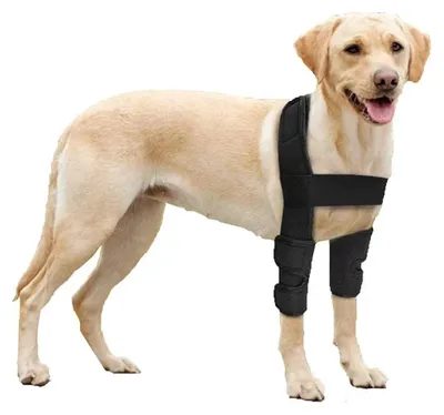 Produktbild von 1 Stück atmungsaktive Ellenbogenbandage für Hunde aus weichem, kompressionsfähigen Stretch-Material mit anatomischer Passform. Unterstützt effektiv das Ellenbogengelenk und die Schulter bei Arthrose, Hygrom, Dysplasie und Druckstellen – ideal für ältere Hunde oder nach Verletzungen. Die Bandage schützt vor Hornhautschwielen, reduziert Reibung und fördert die Regeneration. Dank elastischem Riemen und hautfreundlicher Oberfläche bleibt sie sicher sitzen – ob beim Spaziergang, Sitzen oder Ruhen. Ohne störende