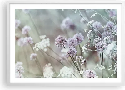 Produktbild von Gerahmtes Poster - Weißer Rahmen - Wiese Knoblauch Blume - 70x50 cm - Wand Bild - Wanddeko - Wandbilder - Kunstposter - Wandposter - Bilderrahmen - Bilder - Kunstdruck - Wandbild - P2WAA70x50-4177