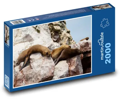 Zdjęcie produktu dla martinpuzzle - Puzzle 2000 - Lachtani - zwierzęta, skały