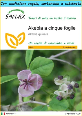 Immagine prodotto di SAFLAX Set regalo - Akebia a cinque foglie - 10 semi - Akebia