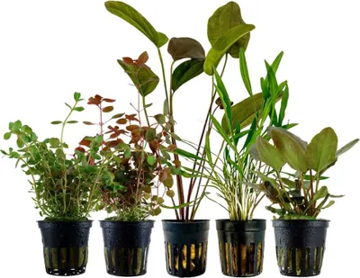 Produktbild von 'Buntes' Set mit 5 Topf Pflanzen Aquariumpflanzen Set 215 Wasserpflanzen AquaOne