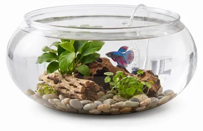Runde Kunststoff-Vase, Ø 24 cm, transparent, 2,8 l, für Pflanzen & Fische