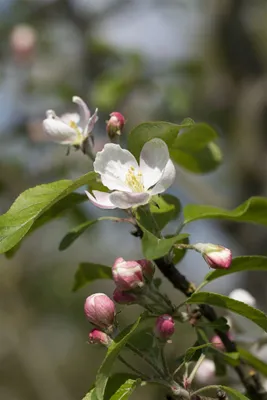 Produktbild von Malus 'Gloster 69', Apfelbaum, 40 cm Stammhöhe