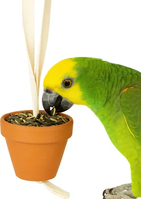 Produktbild von JR Farm Birds Tontöpfchen Großsittich & Papagei 260 g - 4 Stück