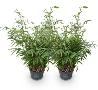 Image de Green boutiQ - Grassen - Fargesia robusta Pingwu - Niet Woekerende Bamboe - Bladhoudend - Groen - 2 Planten - Pot 23 cm - Hoogte 80 cm