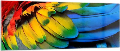 Produktbild von Bilder auf glas - Feder Papagei Vogel - 140x50cm - Glasbilder - Wandbilder - Kunstdruck - zum Aufhängen bereit - Wanddekoration aus Glas - Glas Bilder - Wandbild auf Glas - Einteilig - GAB140x50-3428