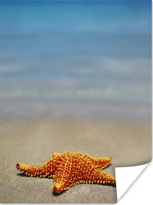 Produktbild von MuchoWow® Poster Seestern - Orange - Strand 90x120 cm - Wohnzimmer