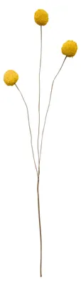 Image de ASA Craspedia, gelb DEKO L. 45 cm 66614444