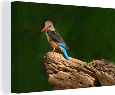 Produktbild von OneMillionCanvasses® - Leinwandbilder - 140x90 cm, Schöner Graukopf-Eisvogel auf einem Baumstamm, Wandbilder Kunstdruck Wanddekoration - Foto auf Leinwand - Gemälde auf Holzrahmen