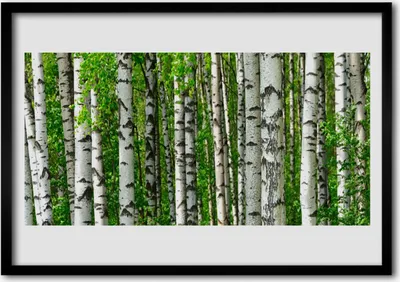 Produktbild von Bild 100x70 MDF-Rahmen Wandkunst Natur Pflanze Wald Bäume