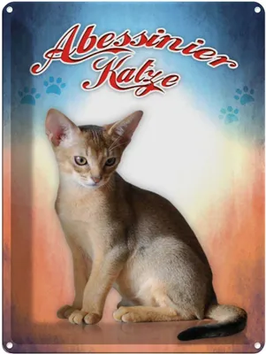 Produktbild von vianmo Blechschild 40x30 cm Katze Abessinier