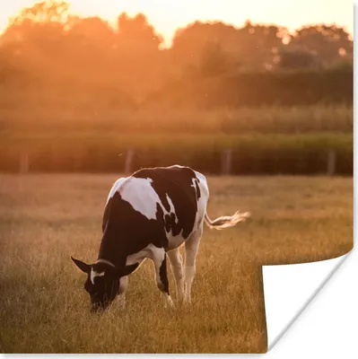 Produktbild von MuchoWow® Poster Kuh - Sonne - Tiere 100x100 cm - Babyzimmer