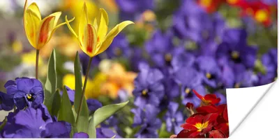 Produktbild von MuchoWow® Poster Frühling - Blumen - Farben 40x20 cm - Poster für die Wand - Poster Schlafzimmer