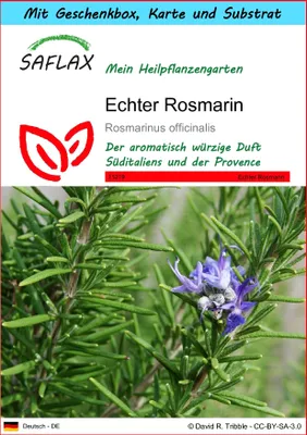 Produktbild von SAFLAX - Geschenk Set - Heilpflanzen - Echter Rosmarin - 100 Samen - Mit Geschenk- / Versandbox, Versandaufkleber, Geschenkkarte und Anzuchtsubstrat - Rosmarinus officinalis