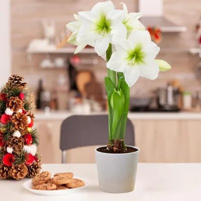 Produktbild von Amaryllis Zwiebel White Star - 1 Blumenzwiebel in Großformat 26/30 - Exklusive Zwiebeln - Echte Pflanzen aus Holland - Hippeastrum (keine Samen, Wachs und nicht künstlich)