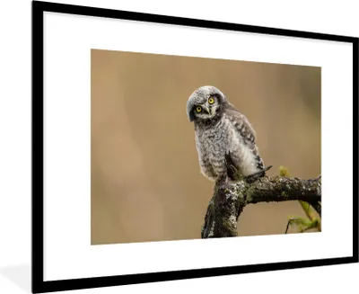 Produktbild von MuchoWow® MuchoWow® Gerahmtes Poster Jungtiere - Sperberkauz - Zweig 90x60 cm - Poster mit zchwarzem Bilderrahmen - Wanddekoration - Fotos