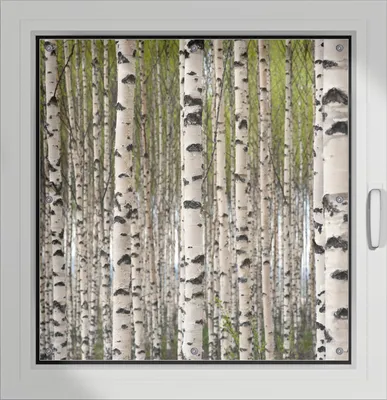 Produktbild von Wallario Lichtschutzbild, Dekorativer Sichtschutz Sonnenschutz 96 x 93 cm mit Motiv: Birkenwald - Baumstämme in schwarz weiß - Verdunklung ohne Bohren
