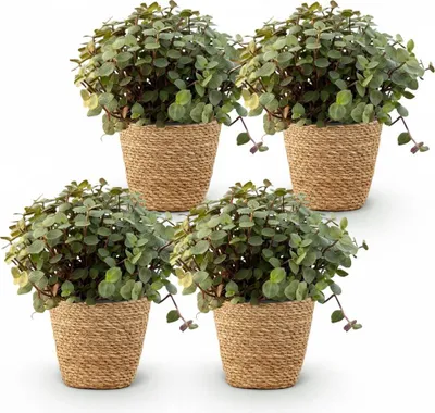 Image de Calissia Repens Plante d'intérieur Lot de 4 avec panier Pot Ø12cm Hauteur