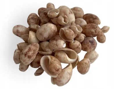 Obrázok produktu pre Dekorácia do akvária, mušle 100 g, 1–3 cm, prírodné