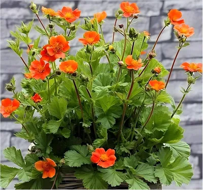 Produktbild von Stauden Gänge 1 x Geum coccim 'Koi' - Orangerotblühender Nelkenwurz - Blüht ab Mai durch - Feuerorange Blüten für dynamische Gartenbilder