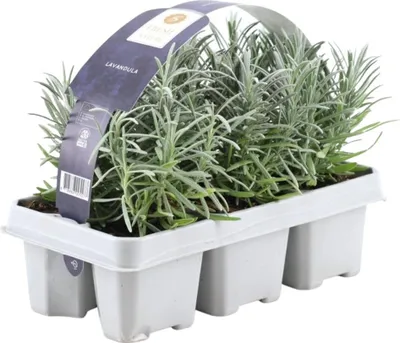 Immagine prodotto di Lavandula FloraSelf Lavandula angustifolia 5-20 cm