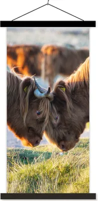 Produktbild von MuchoWow® Textilposter Schottische Hochlandrind - Tiere - Sonne 60x120 cm mit schwarzem Rahmen - Magnete