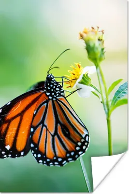 Produktbild von MuchoWow® Poster Schmetterling - Blumen - Insekten 20x30 cm - Papierdruck