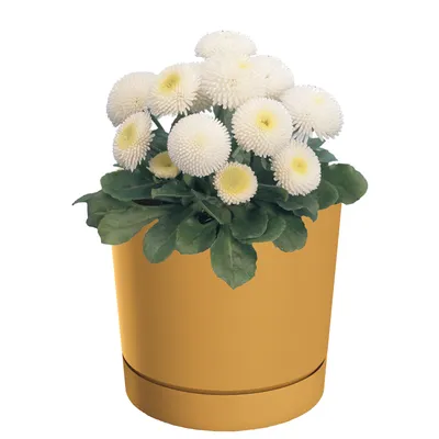 A potted plant with white flowers in a yellow pot.