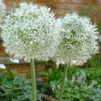Image de 6 x Oignon décoratif  - Allium 'Mount Everest'  | Pot 9 cm x 9 cm