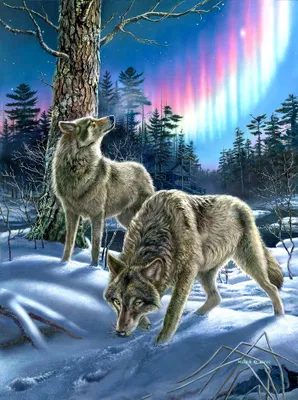 Immagine prodotto di SunsOut Puzzle Lupi nell'aurora boreale - puzzle da 1000 pezzi