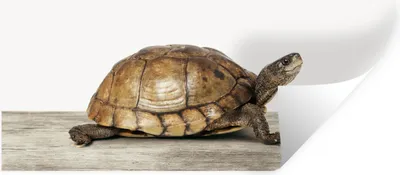 Produktbild von MuchoWow® Wandtattoo Wandsticker Wandaufkleber Schildkröte - Junge - Tiere - Kinder - Mädchen 40x20 cm Selbstklebend und Repositionierbar - Aufkleber