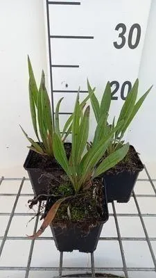 Zdjęcie produktu dla 6 x Echinacea simulata - jeżówka - doniczka 9 x 9 cm