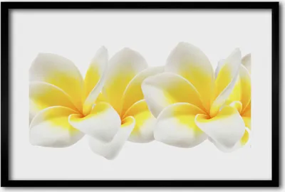Produktbild von Bild 60x40 MDF-Rahmen, Wandkunst Plumeria