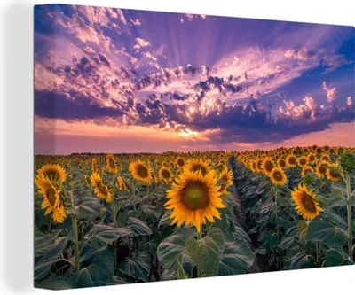 Obrázek produktu pro OneMillionCanvasses® Malba na plátně Nástěnná malba na plátně - Květiny - obloha - fialová - západ slunce - 150x100cm