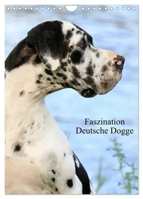 Produktbild von Faszination Deutsche Dogge (Wandkalender 2027 DIN A4 hoch), CALVENDO Monatskalender