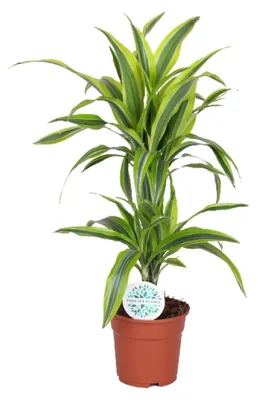Image de Dracaena Lemon Lime - 55-65cm - Ø17cm - Plante d'intérieur - Vert persistant