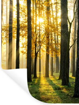 Produktbild von MuchoWow® Wandtattoo Wandsticker Wandaufkleber Wald - Sonne - Bäume - Gras - Landschaft - Natur 60x80 cm Selbstklebend und Repositionierbar - Repositionierbar - Wasser abweisend