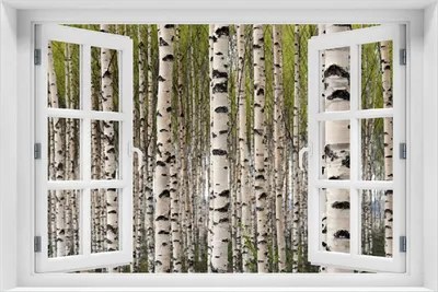 Produktbild von Wallario selbstklebendes Poster mit Fenster-Illusion - Birkenwald - Baumstämme in schwarz weiß, Größe: 100 x 150 cm