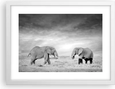 Produktbild von Gerahmtes Poster - Weißer Rahmen - Elefanten Schwarzweiß Safari - 40x30 cm - Wand Bild - Wanddeko - Wandbilder - Wandposter - Bilderrahmen - Bilder - Kunstdruck - Wandbild - P2WAA40x30-4186