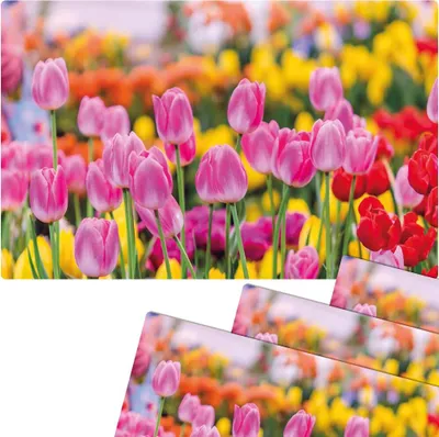 Produktbild von Abwaschbare Tischsets 4er Set Sommer Tulpen Blumen pink